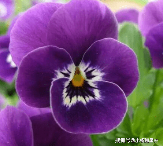 花边的花